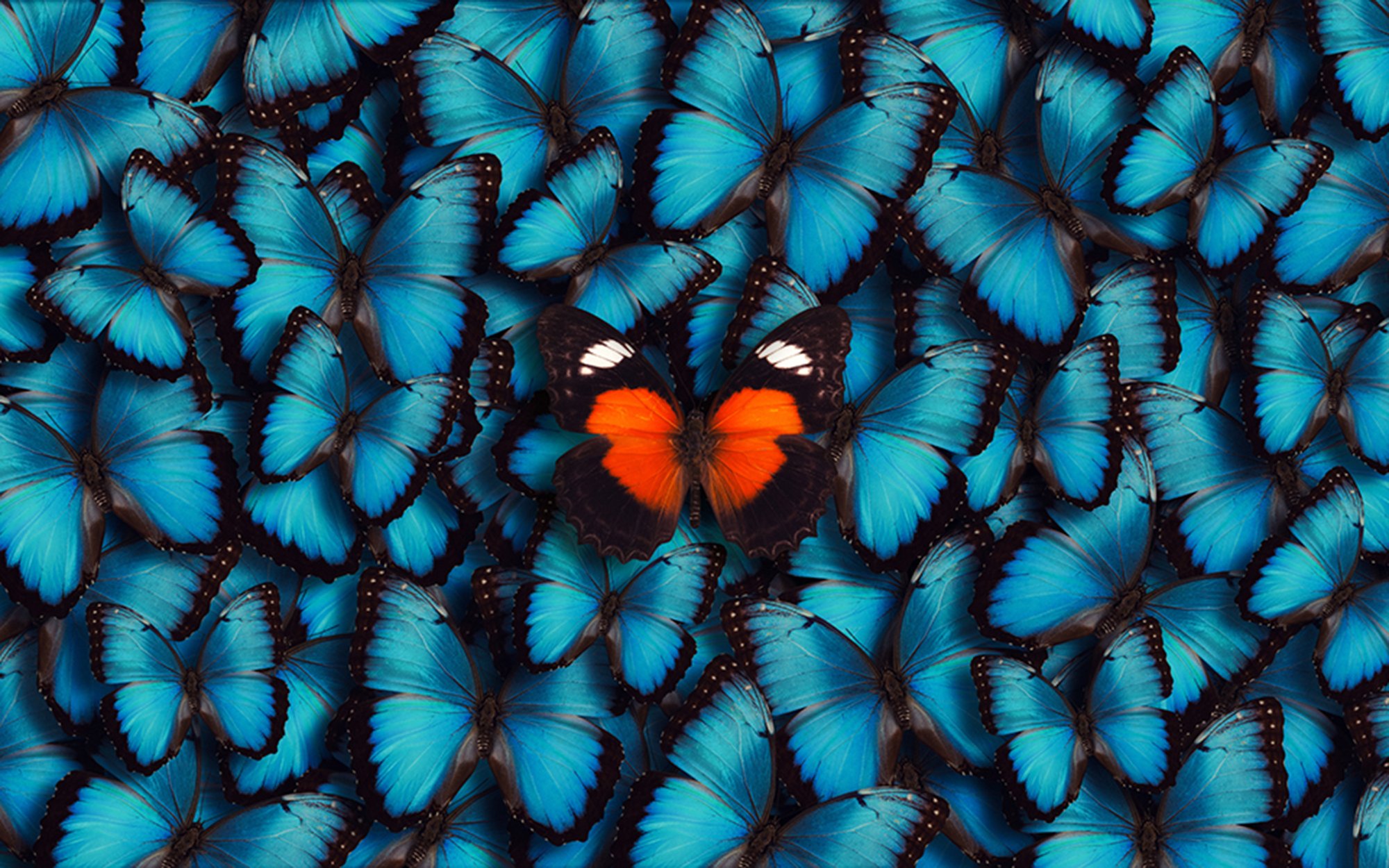 Small tint butterflies culture anti DI